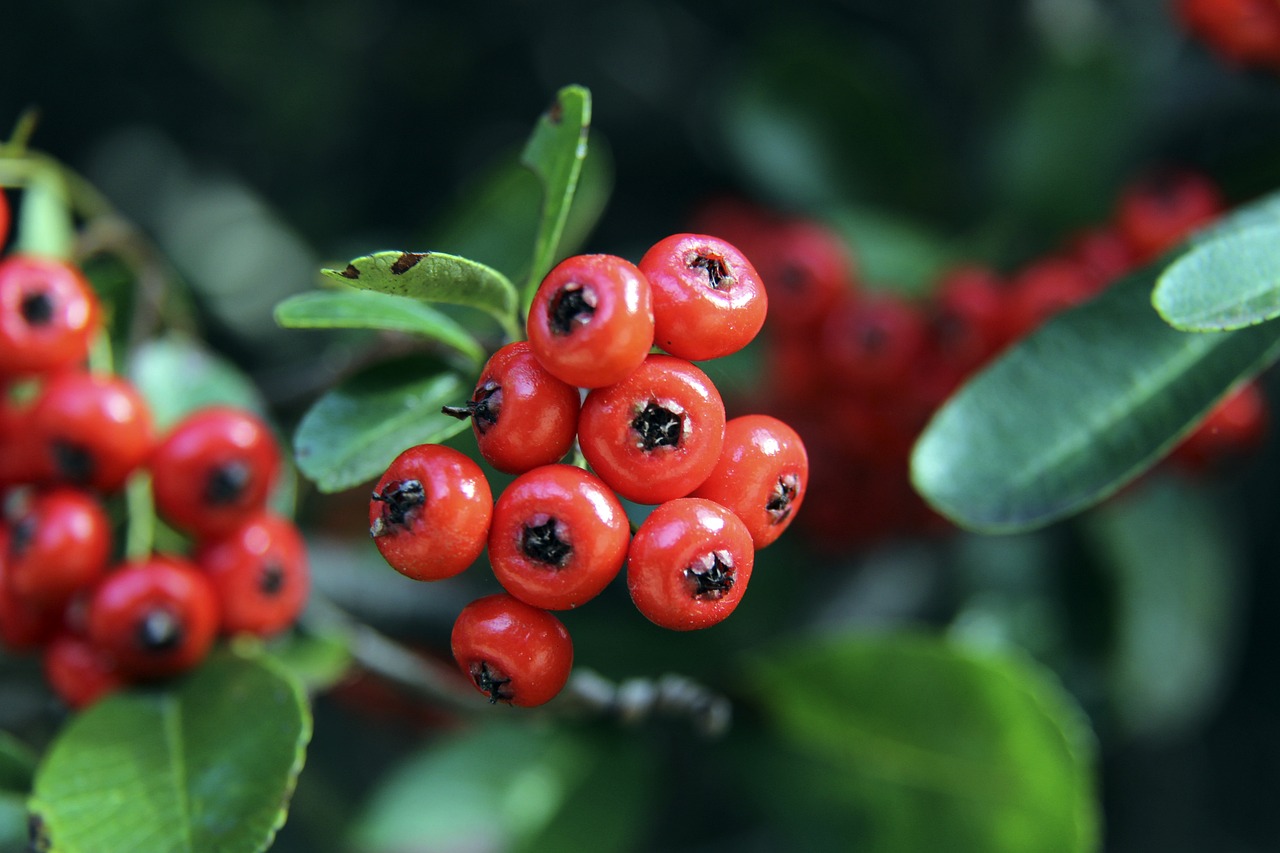 各支球队如 各支球队如